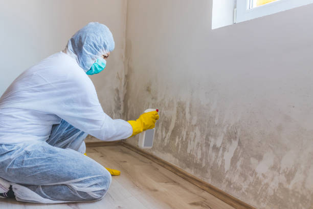 Licensed Black Mold Removal service in Beech Creek, PA - WQB Mold Removal